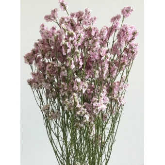 Limonium Pink 